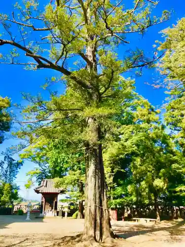不動院(板橋不動尊)の自然