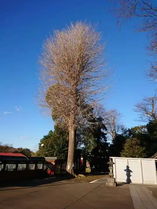 富岡八幡宮の自然