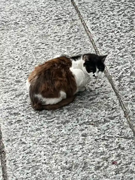 七宮神社の{uncategorized: "未分類", other: "その他", undefined: "問題あり", building: "その他建物", grave: "お墓", sacred_gate: "鳥居", guardian: "狛犬", statue: "像", buddha: "仏像", history: "歴史", nature: "自然", garden: "庭園", animal: "動物", pagoda: "塔", temizu: "手水舎", mountain_gate: "山門・神門", sanctuary: "本殿・本堂", subordinate: "末社・摂社", art: "芸術", scenery: "景色", jizo: "地蔵", ema: "絵馬", goshuin: "御朱印", omikuji: "おみくじ", items: "授与品その他", amulet: "お守り", goshuincho: "御朱印帳", eats: "食事", festival: "お祭り", votive_dance: "神楽", shichigosan: "七五三参", wedding: "結婚式", experience: "体験その他", initially: "初詣", around: "周辺", anti_infection: "感染症対策"}