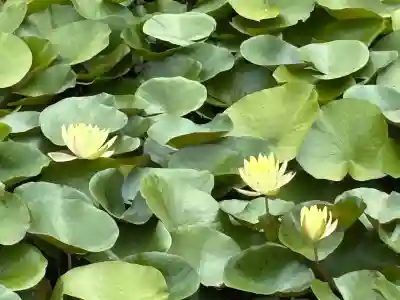 摩訶耶寺(静岡県)