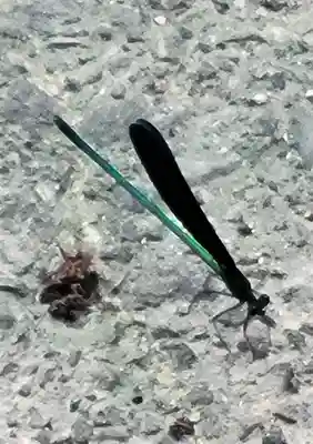 三熊野神社(愛媛県)