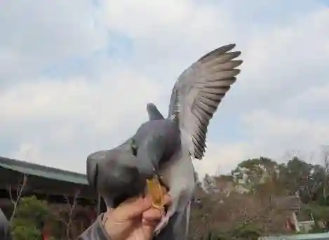神泉苑(京都府)
