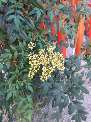 櫛田神社の自然