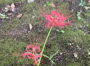 伊勢の国 四天王寺の自然(2023年09月23日(土) 13時23分32秒投稿)