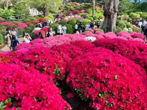 根津神社の自然