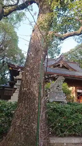 若宮八幡社の自然