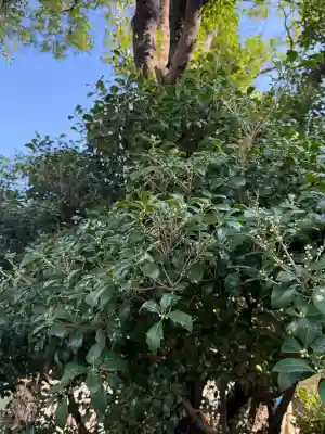 松月院の{uncategorized: "未分類", other: "その他", undefined: "問題あり", building: "その他建物", grave: "お墓", sacred_gate: "鳥居", guardian: "狛犬", statue: "像", buddha: "仏像", history: "歴史", nature: "自然", garden: "庭園", animal: "動物", pagoda: "塔", temizu: "手水舎", mountain_gate: "山門・神門", sanctuary: "本殿・本堂", subordinate: "末社・摂社", art: "芸術", scenery: "景色", jizo: "地蔵", ema: "絵馬", goshuin: "御朱印", omikuji: "おみくじ", items: "授与品その他", amulet: "お守り", goshuincho: "御朱印帳", eats: "食事", festival: "お祭り", votive_dance: "神楽", shichigosan: "七五三参", wedding: "結婚式", experience: "体験その他", initially: "初詣", around: "周辺", anti_infection: "感染症対策"}