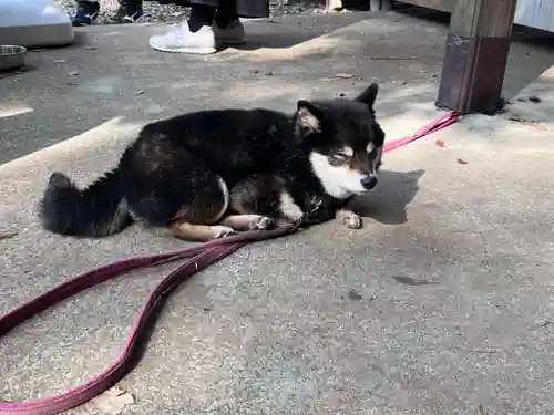 上目黒氷川神社(東京都)