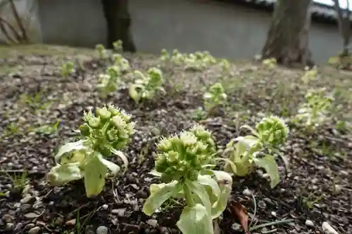 法華寺の自然