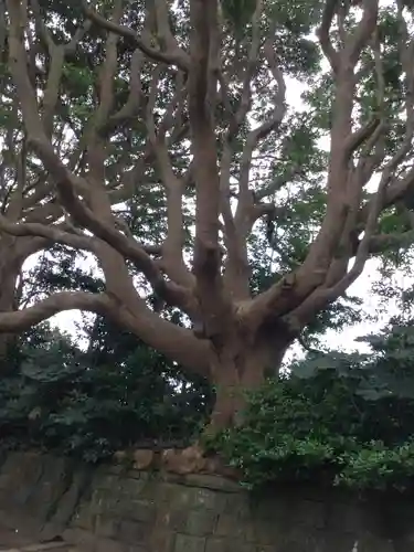 酒列磯前神社の自然