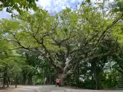 相馬神社の自然