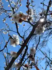 上里菅原神社の自然