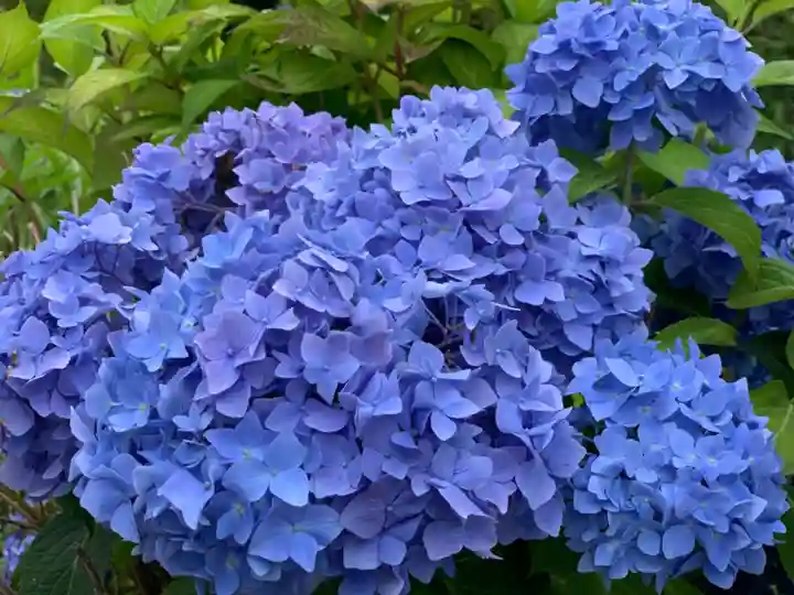 摩訶耶寺の自然