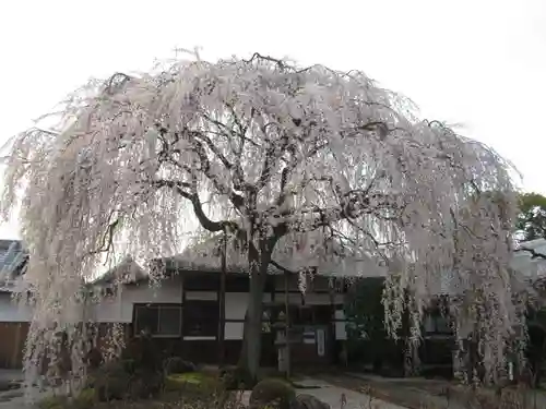 本満寺（本願満足寺）の自然