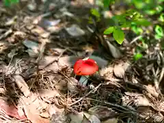 諏訪神社の自然