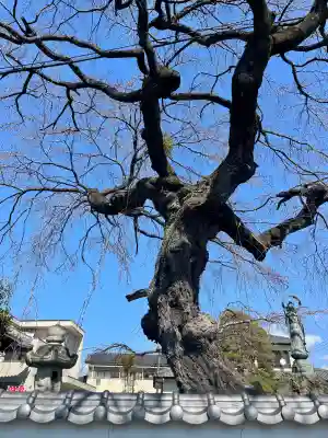 光榮寺の{uncategorized: "未分類", other: "その他", undefined: "問題あり", building: "その他建物", grave: "お墓", sacred_gate: "鳥居", guardian: "狛犬", statue: "像", buddha: "仏像", history: "歴史", nature: "自然", garden: "庭園", animal: "動物", pagoda: "塔", temizu: "手水舎", mountain_gate: "山門・神門", sanctuary: "本殿・本堂", subordinate: "末社・摂社", art: "芸術", scenery: "景色", jizo: "地蔵", ema: "絵馬", goshuin: "御朱印", omikuji: "おみくじ", items: "授与品その他", amulet: "お守り", goshuincho: "御朱印帳", eats: "食事", festival: "お祭り", votive_dance: "神楽", shichigosan: "七五三参", wedding: "結婚式", experience: "体験その他", initially: "初詣", around: "周辺", anti_infection: "感染症対策"}