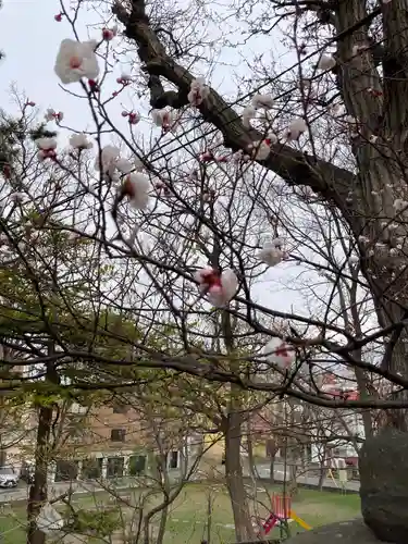 手稲神社の自然