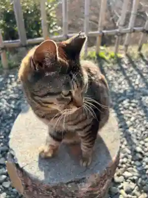 唐澤山神社の{uncategorized: "未分類", other: "その他", undefined: "問題あり", building: "その他建物", grave: "お墓", sacred_gate: "鳥居", guardian: "狛犬", statue: "像", buddha: "仏像", history: "歴史", nature: "自然", garden: "庭園", animal: "動物", pagoda: "塔", temizu: "手水舎", mountain_gate: "山門・神門", sanctuary: "本殿・本堂", subordinate: "末社・摂社", art: "芸術", scenery: "景色", jizo: "地蔵", ema: "絵馬", goshuin: "御朱印", omikuji: "おみくじ", items: "授与品その他", amulet: "お守り", goshuincho: "御朱印帳", eats: "食事", festival: "お祭り", votive_dance: "神楽", shichigosan: "七五三参", wedding: "結婚式", experience: "体験その他", initially: "初詣", around: "周辺", anti_infection: "感染症対策"}