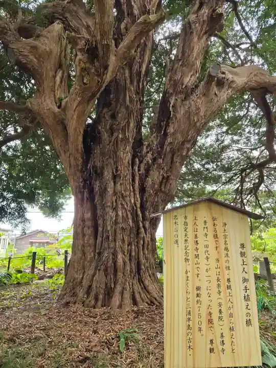 安養院 (田代寺)(神奈川県)