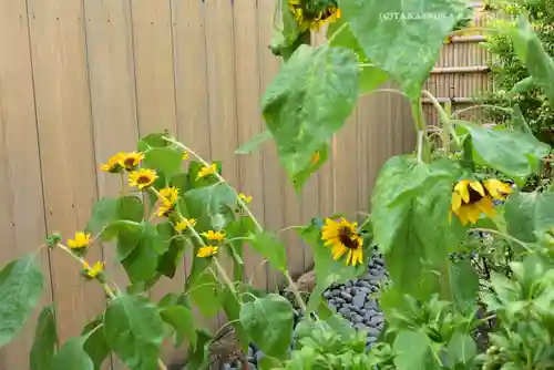 【閉業】小石川大神宮(東京都)