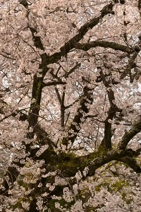 掌禅寺(愛媛県)