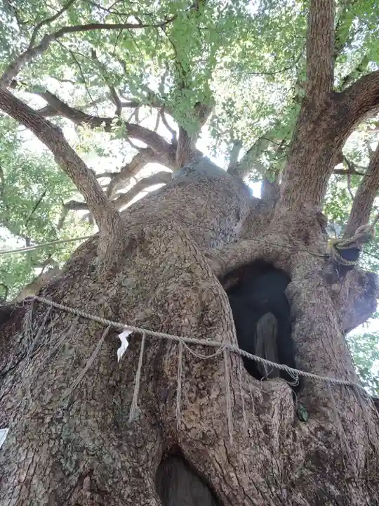 山王神社の自然