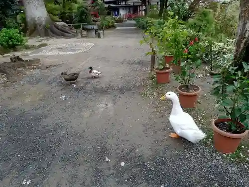 楽法寺（雨引観音）の動物