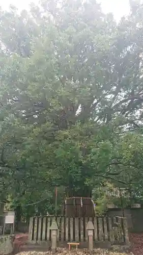 熊野速玉大社の自然