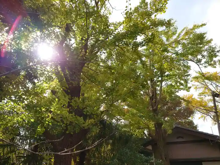 今井神社の自然