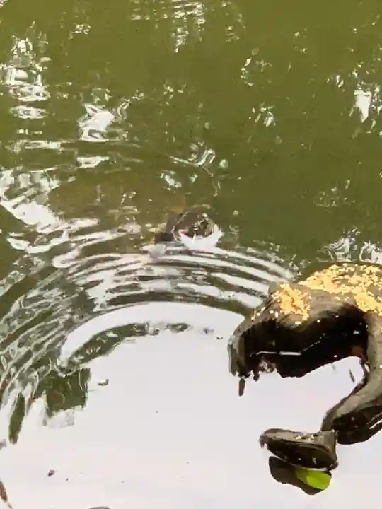 師岡熊野神社の動物