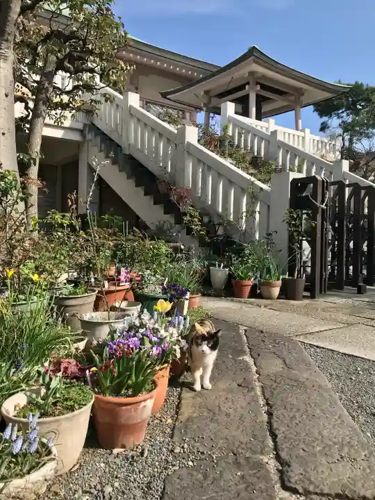 薬師寺 南蔵院 (東京都)