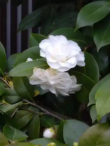 賀茂御祖神社（下鴨神社）の自然