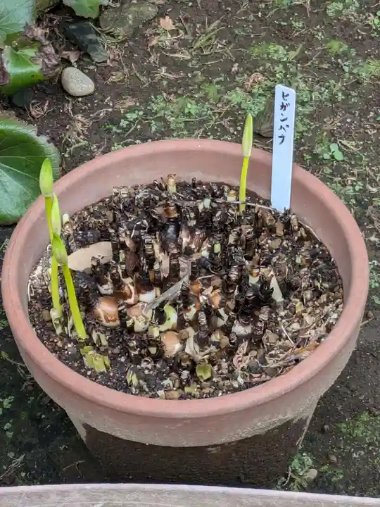 谷中 妙福寺(東京都)