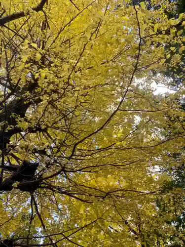 石清水八幡宮の自然