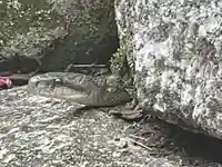 伊勢の国 四天王寺の動物