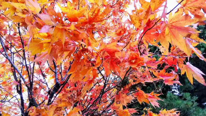 極楽山 浄土寺の自然