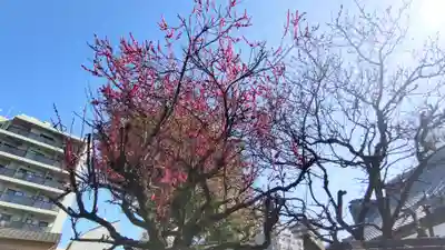 養願寺(東京都)