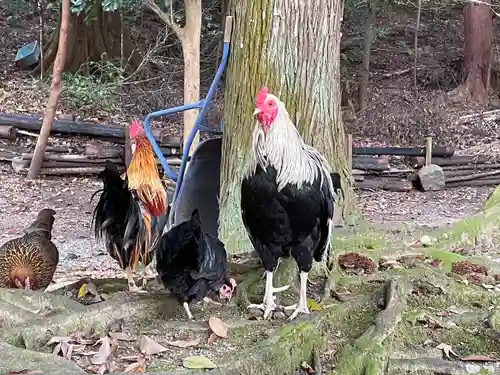 石上神宮の動物