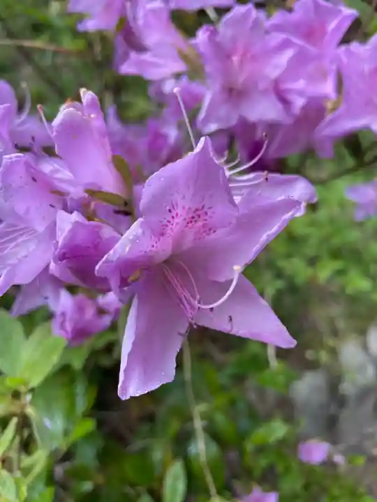 大原寺勝林院の自然