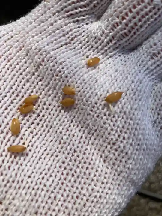 總社 和田八幡宮(福井県)