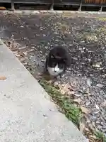 八幡社(柏井町)の動物