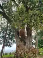 熊野神社の自然