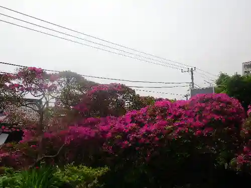 安養院　(田代寺）の自然