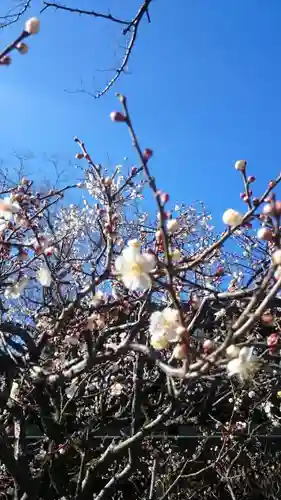 三嶋大社の自然