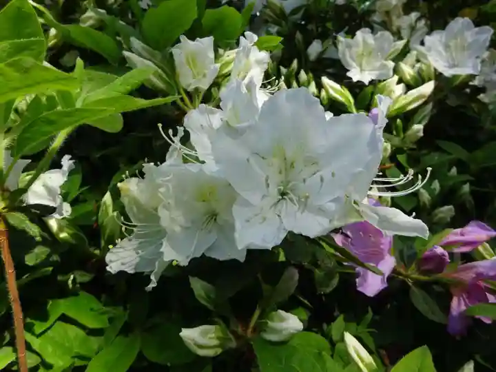 塩船観音寺の自然