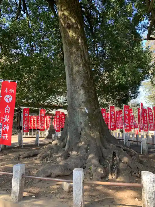 白髭神社の自然