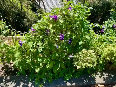 白雲庵(神奈川県)