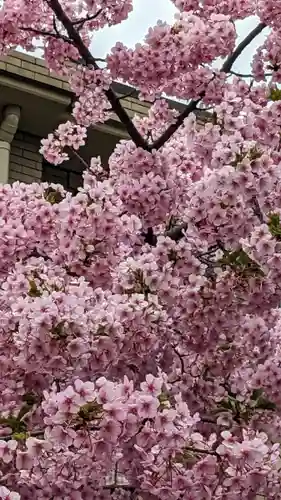 桜神宮の自然