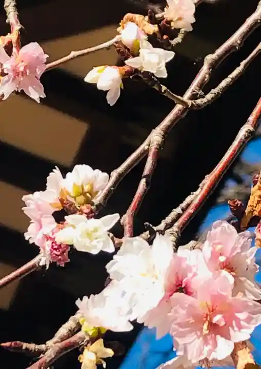 馬橋稲荷神社の自然