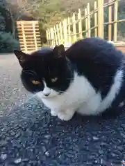 白金氷川神社の動物